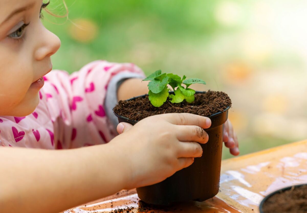 View of toddler child planting young beet SRDUKMG
